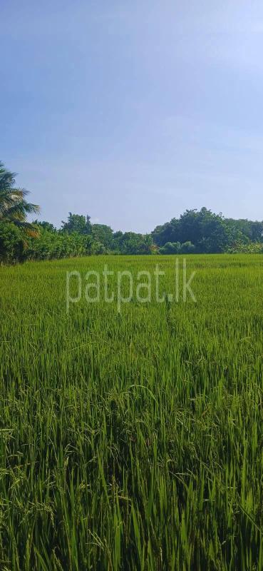 Agricultural Land for Sale in Sella Kataragama