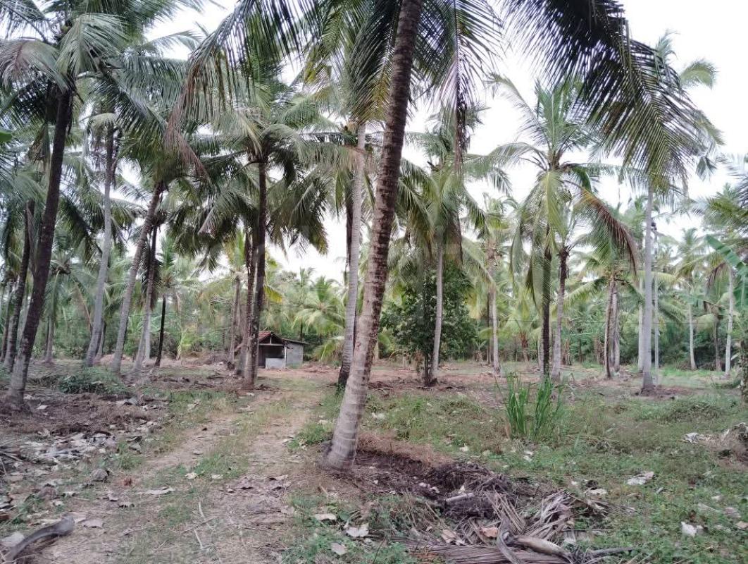 Agricultural Land for Sale in Kurunegala ads-image-1