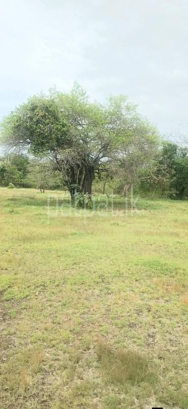Residential Land for Sale in Kataragama