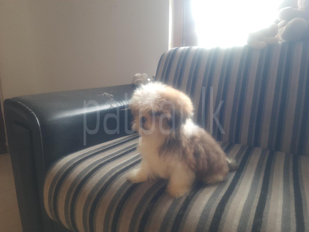 Shitzu Male puppies for sale