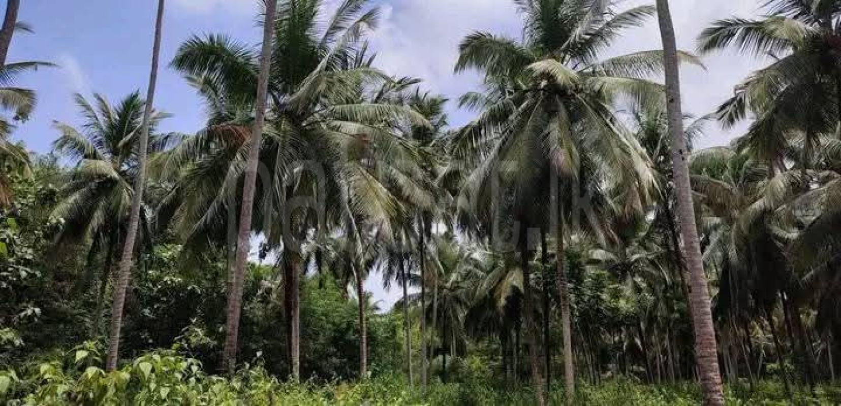 Agricultural Land for Sale in Katupota ads-image-1