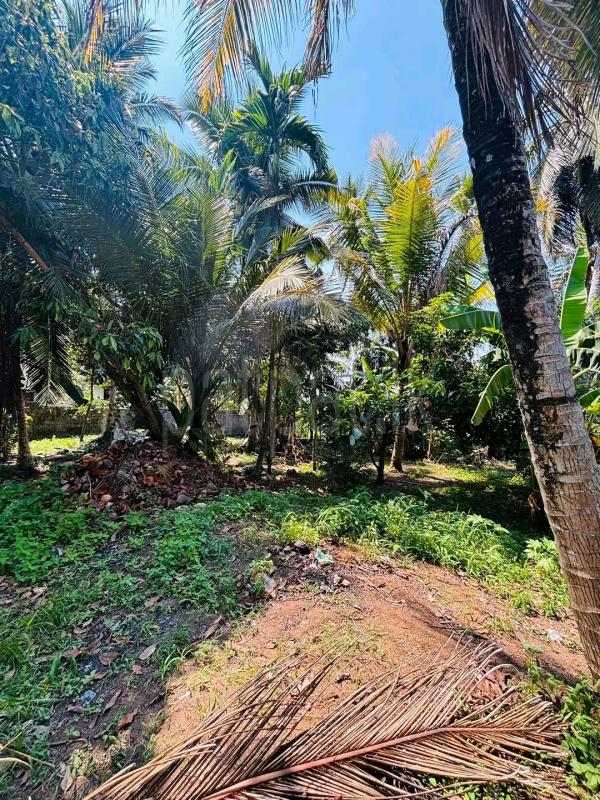 Agricultural Land for Sale in Mawathagama ads-image-1