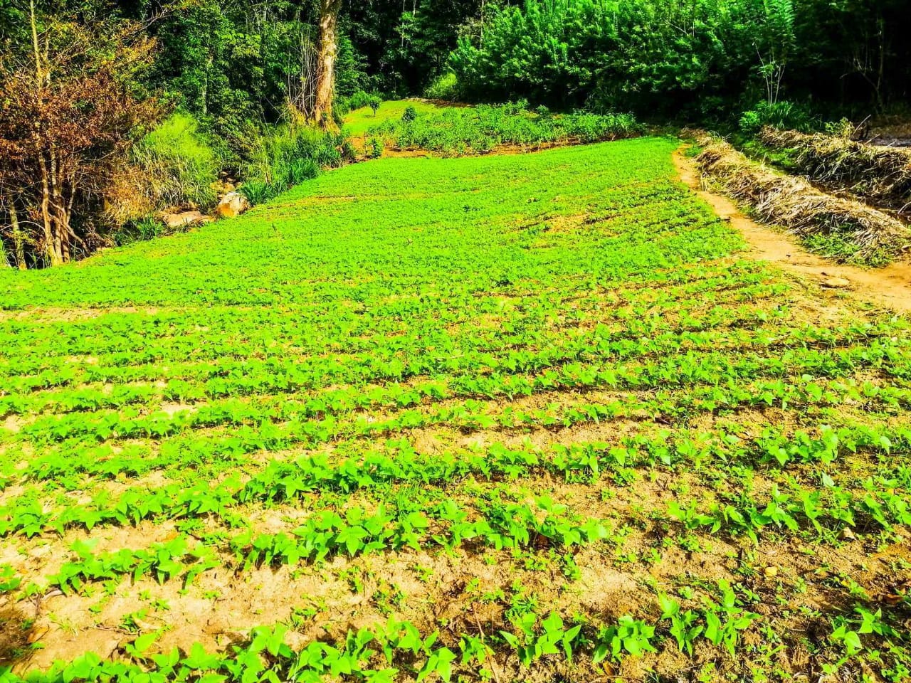 Agricultural Land for Sale in Koslanda