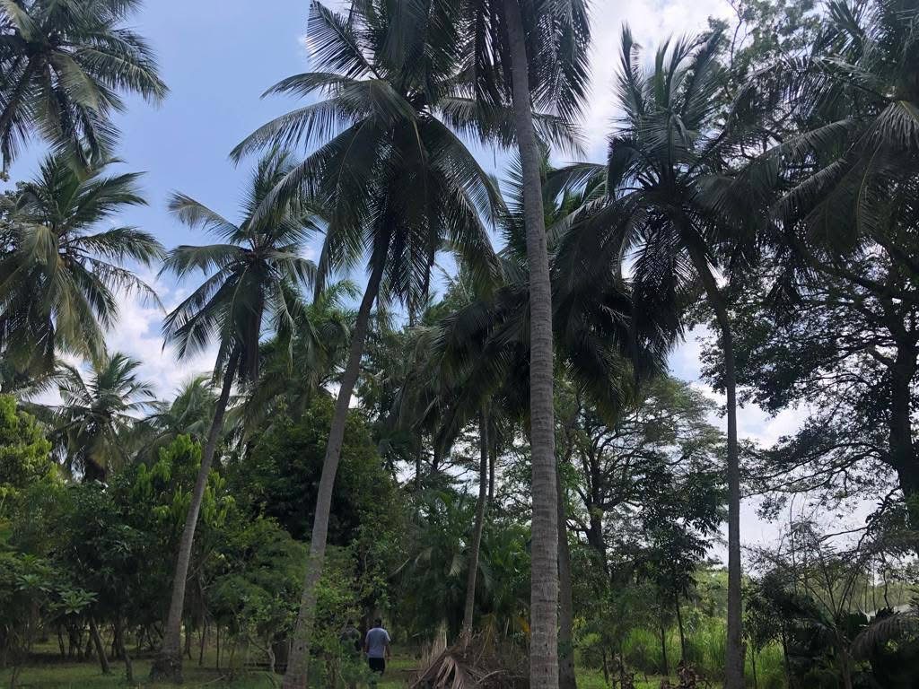 Agricultural Land for Sale in Polpitigama