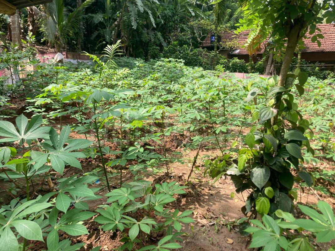 Residential Land for Sale in Mawanella