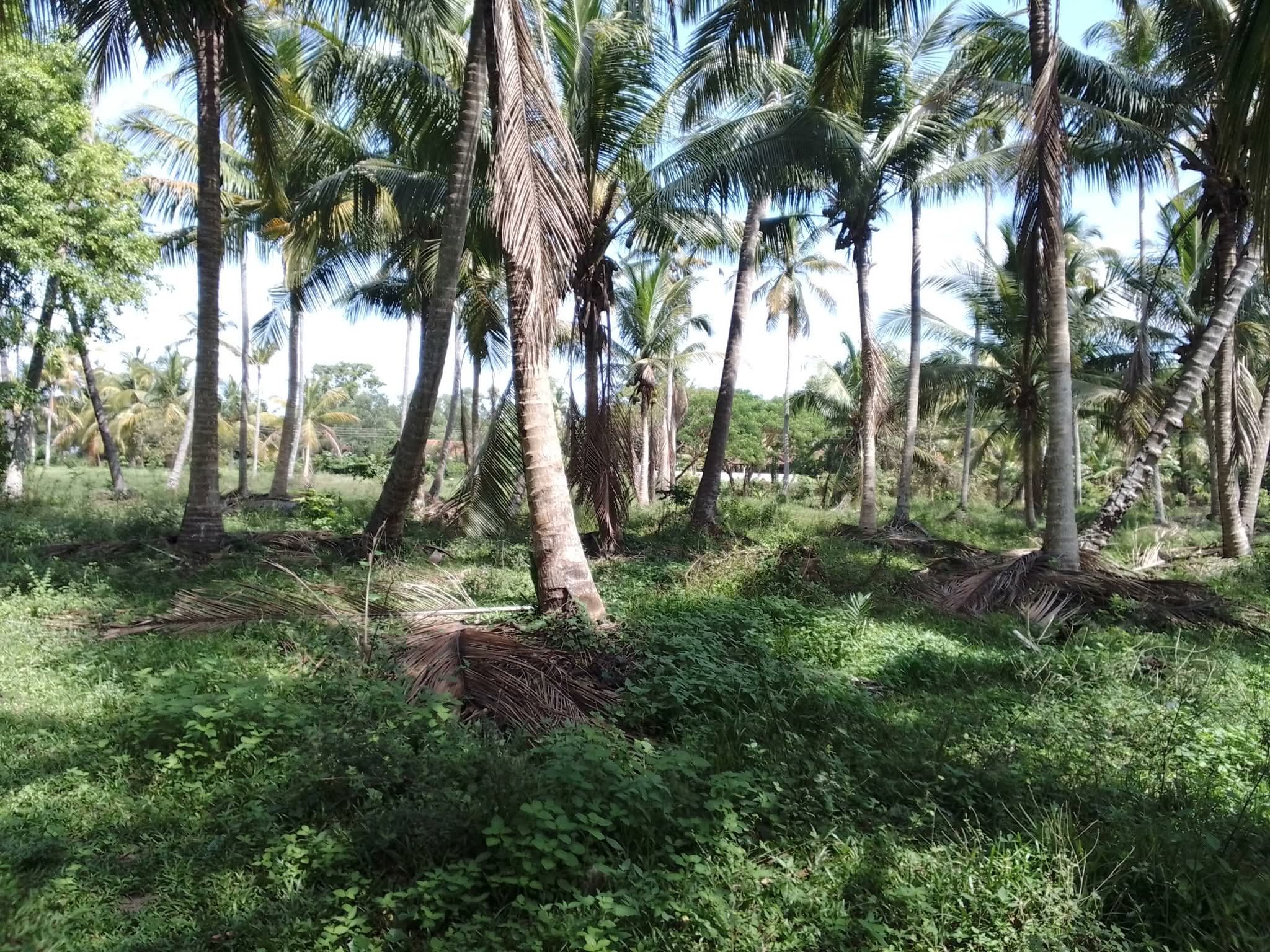 Agricultural Land for Sale in Lunuwila