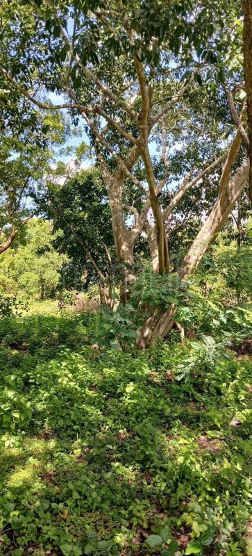 Residential Land for Sale in Kataragama