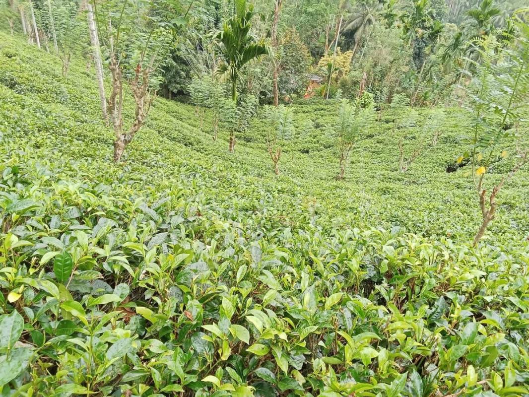 Agricultural Land for Sale in Deniyaya