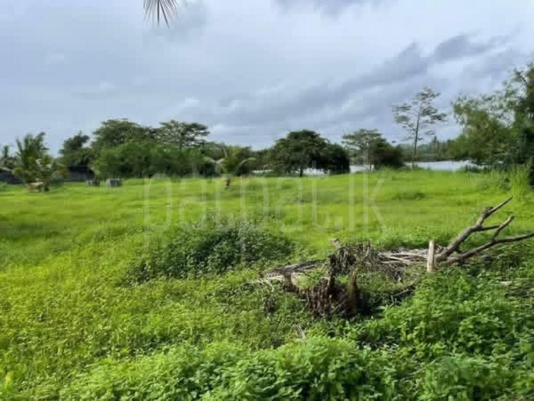 Agricultural Land for Sale in Panadura ads-image-1