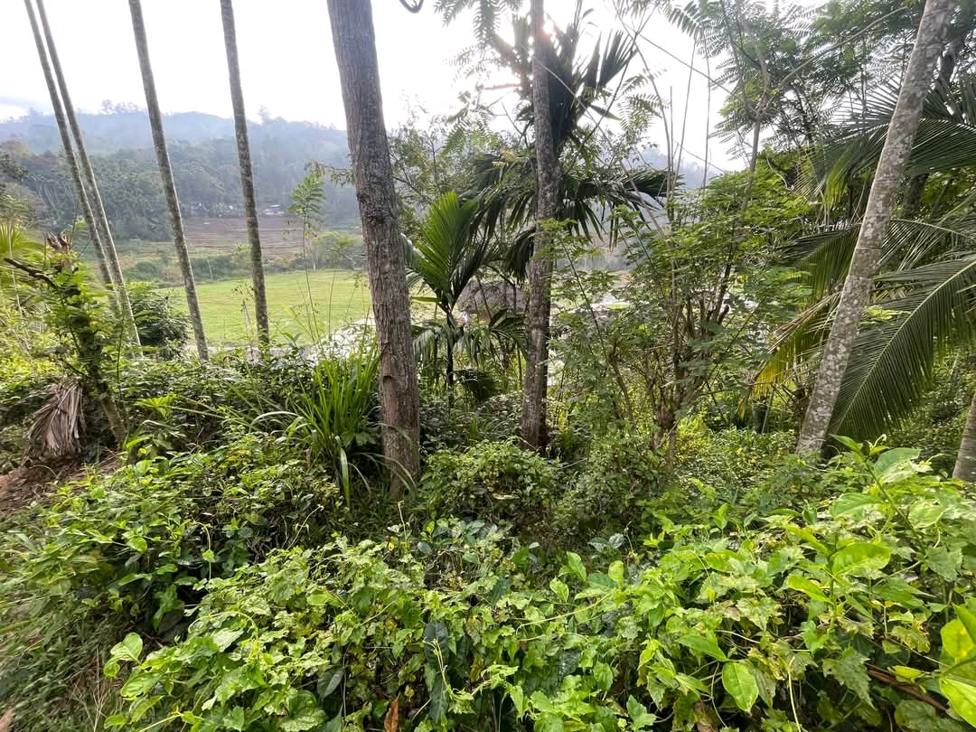 Agricultural Land for Sale in Hali Ela ads-image-1