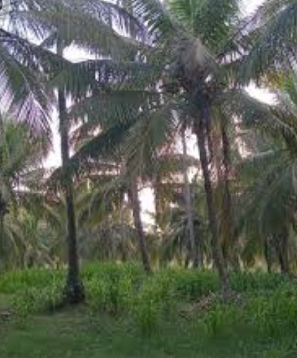 Residential Land for Sale in Hanwella