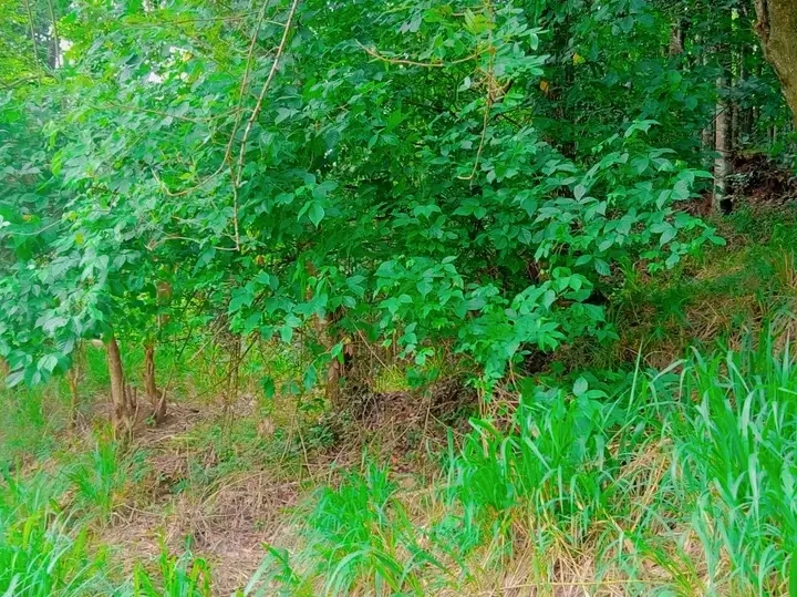 Commercial Land for Sale in Kandy