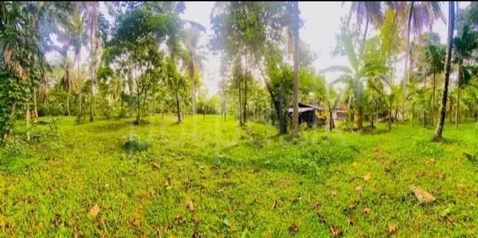 Commercial Land for Sale in Veyangoda