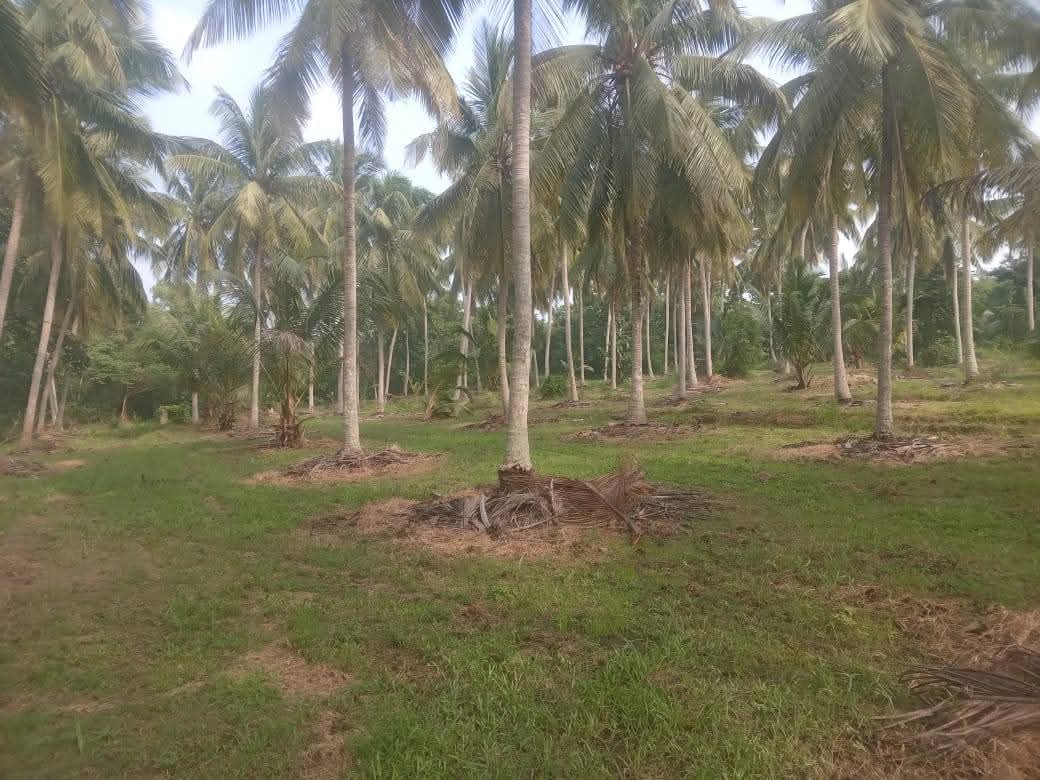 Agricultural Land for Sale in Pallama