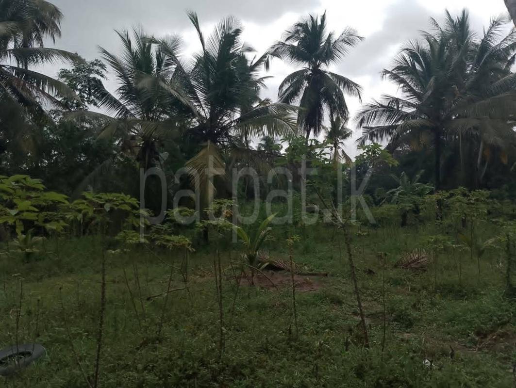 Commercial Land for Sale in Divulapitiya