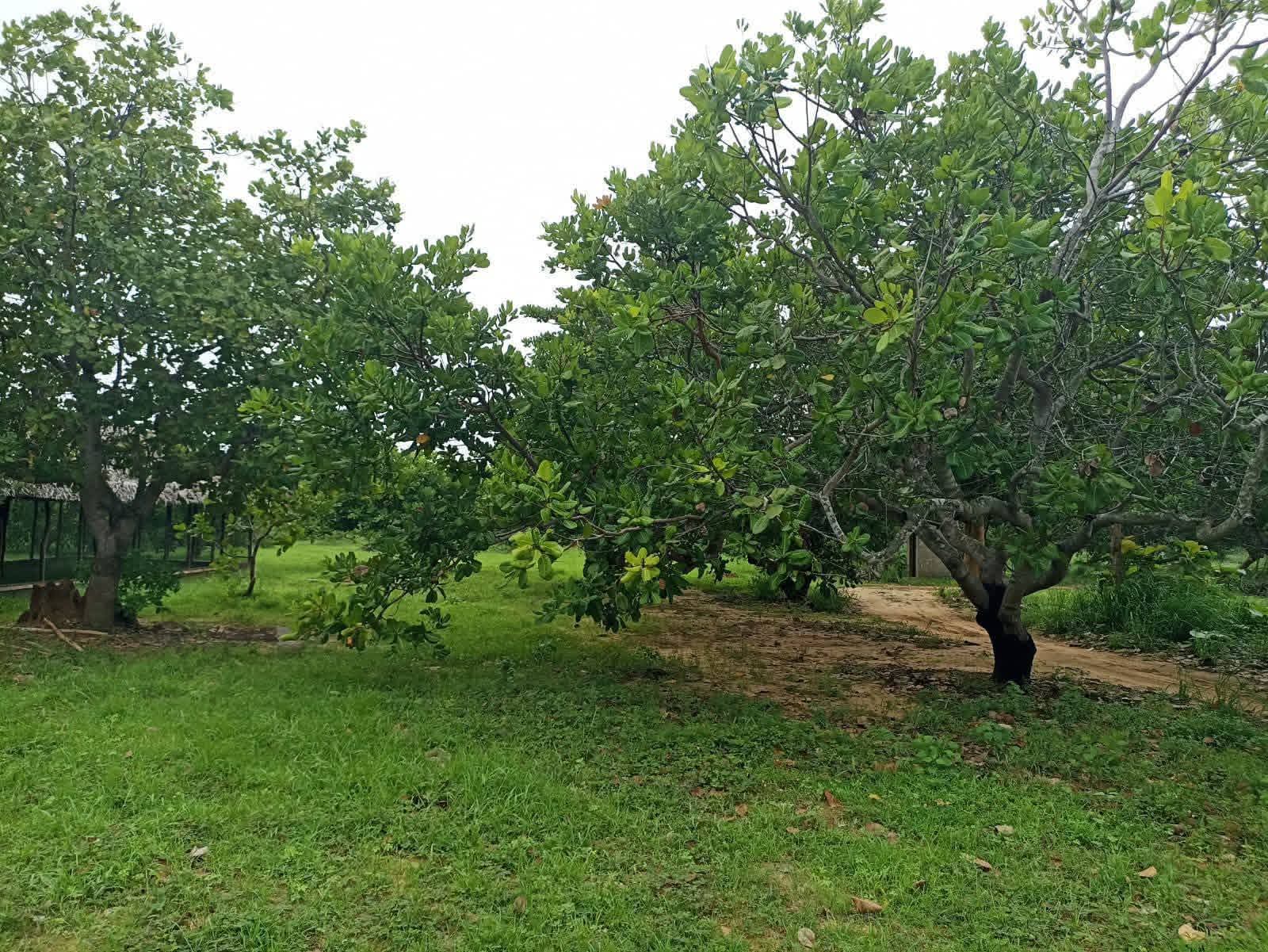 Agricultural Land for Sale in Puttalam