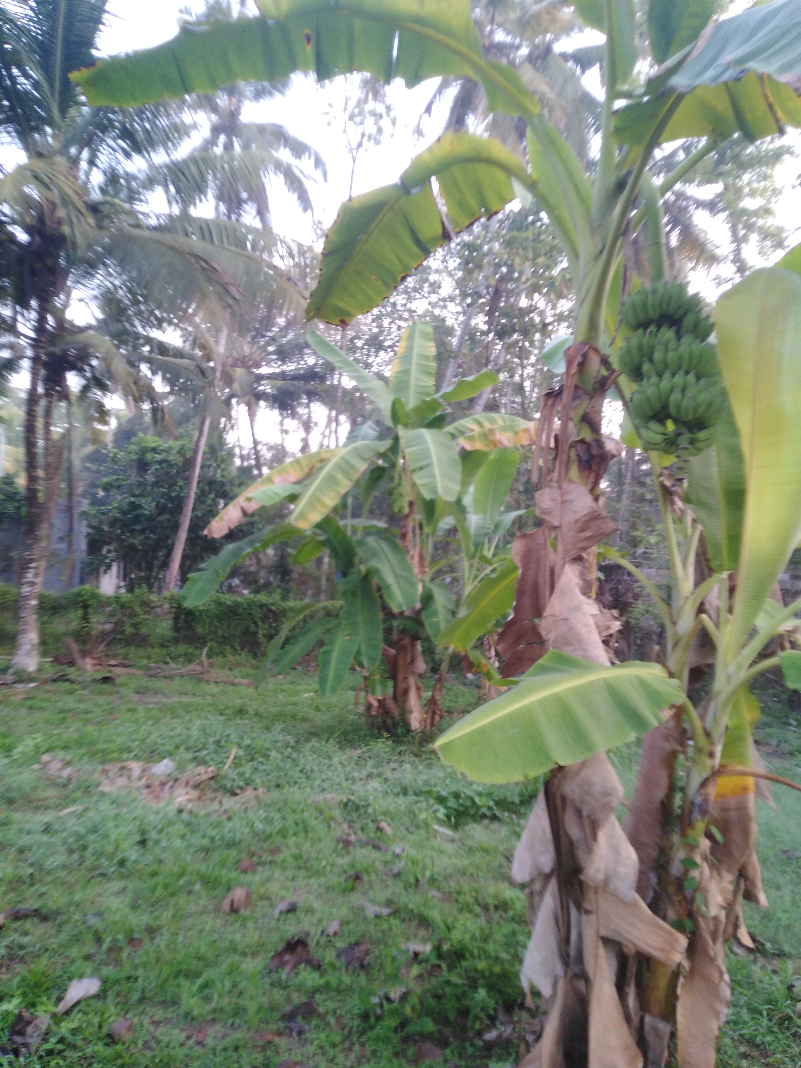Residential Land for Sale in Marawila