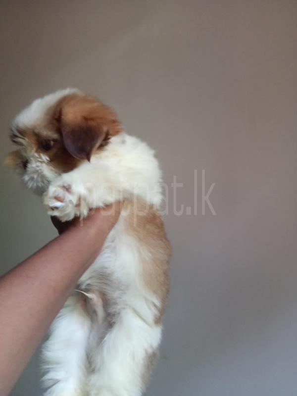 Advertisement image 6