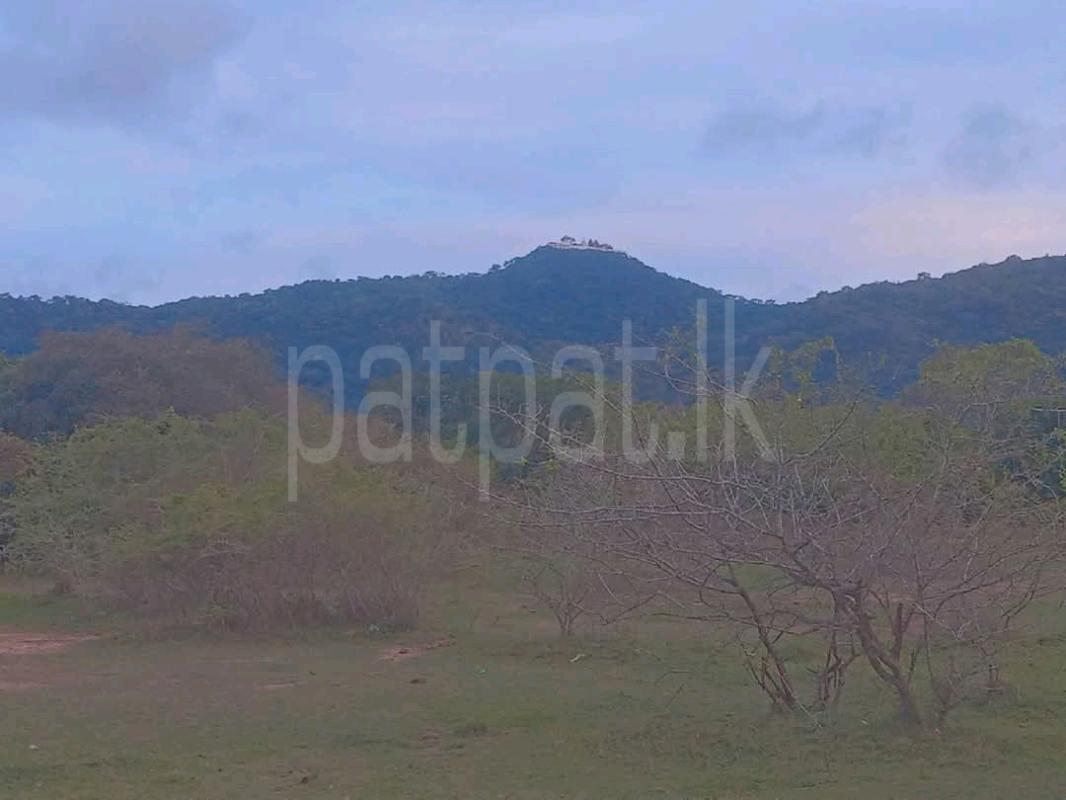 Agricultural Land for Sale in Avissawella