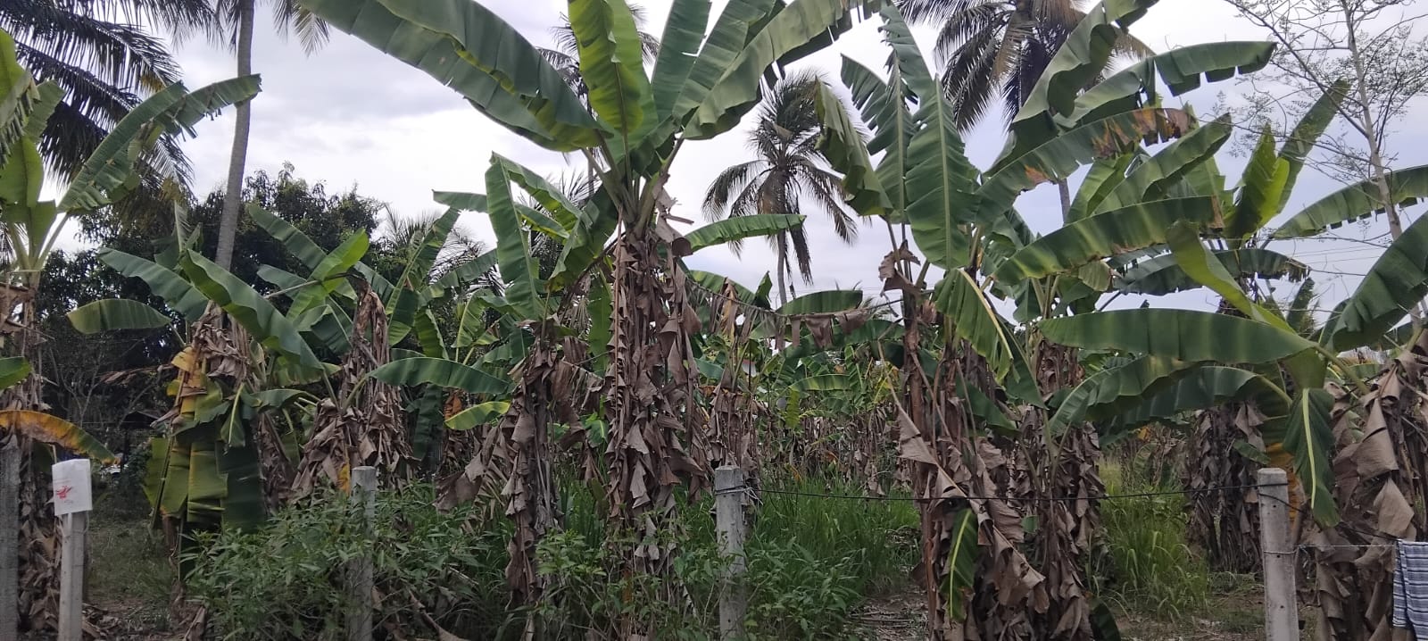 Residential Land for Sale in Katupota