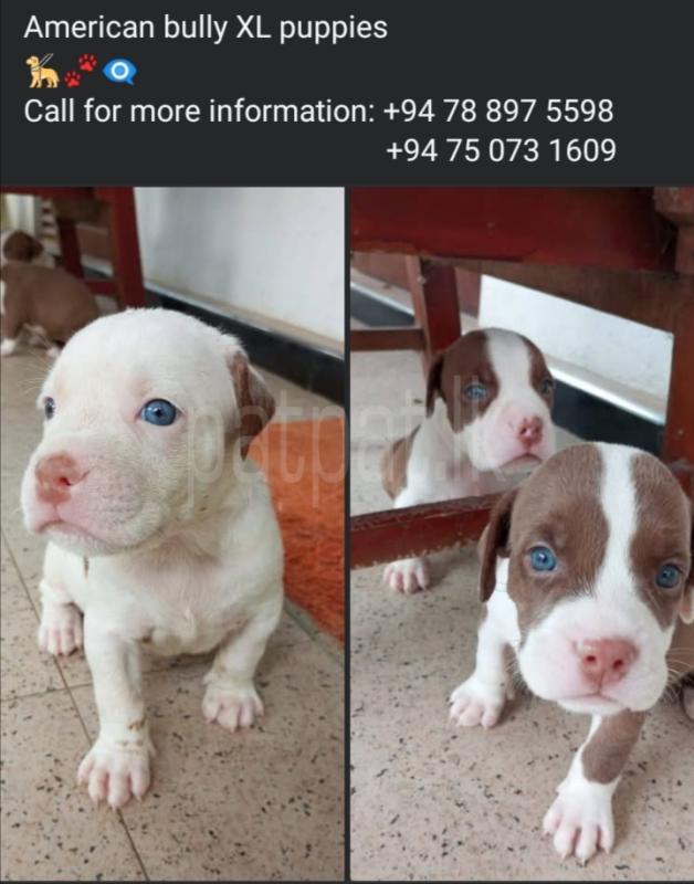 American Bully XL