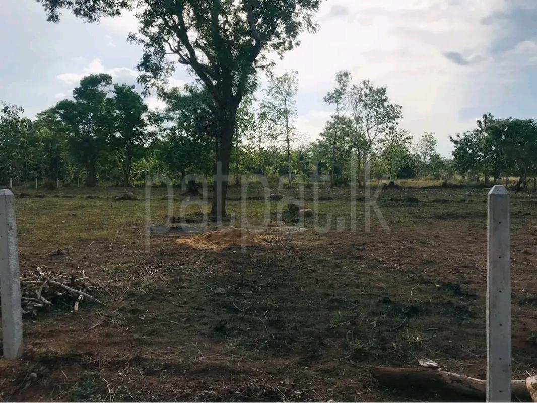Agricultural Land for Sale in Ibbagamuwa