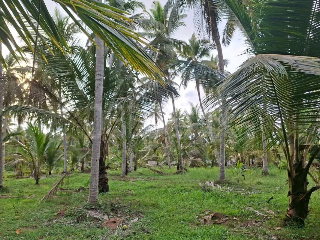Agricultural Land for Sale in Mawathagama