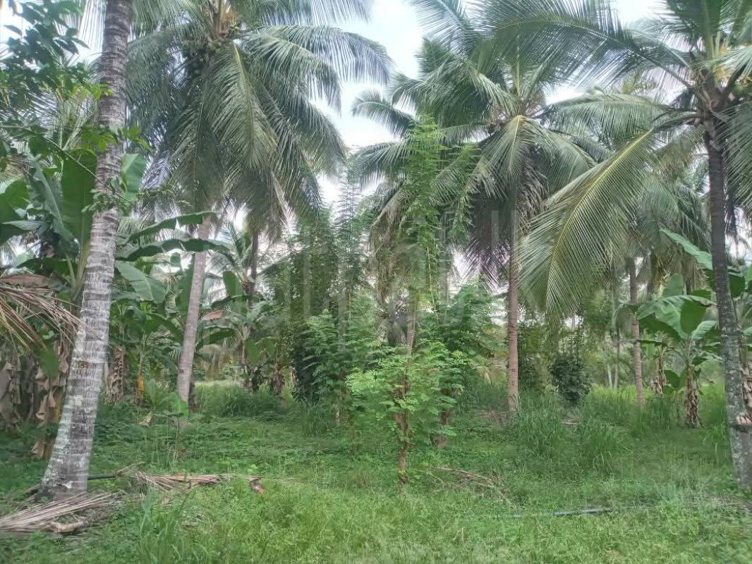 Agricultural Land for Sale in Kurunegala