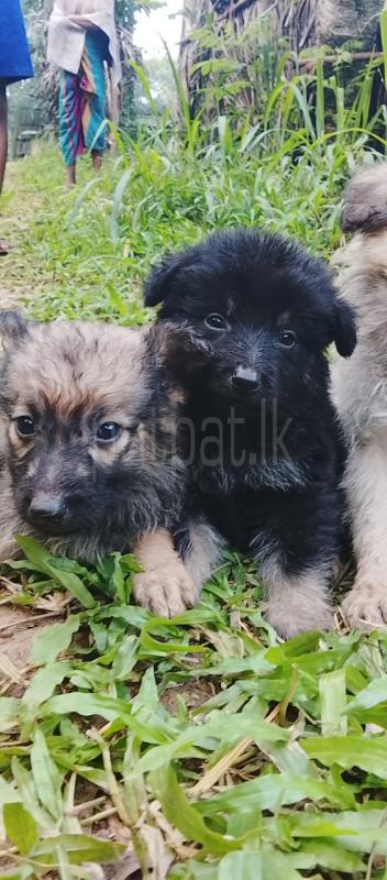 Lion Shepard dog ads-image-1