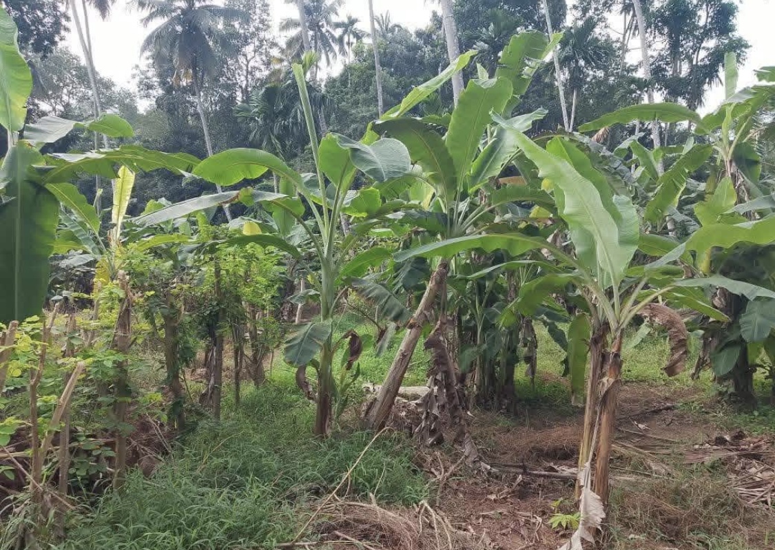 Commercial Land for Sale in Kundasale