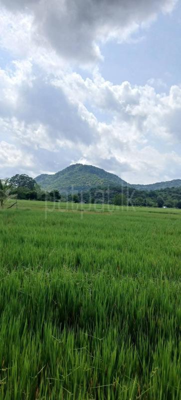 Commercial Land for Sale in Kataragama