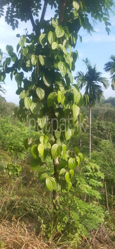 Commercial Land for Sale in Ambepussa