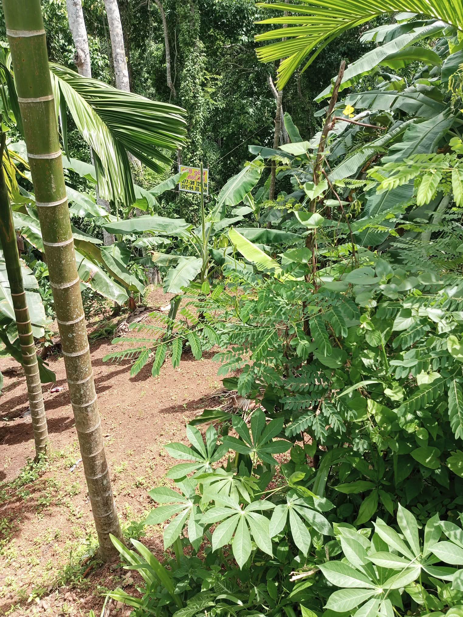 Agricultural Land for Sale in Ginimellagaha