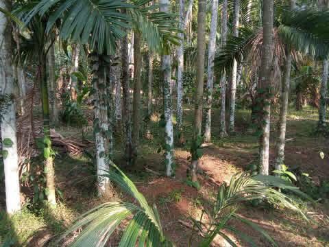 Agricultural Land for Sale in Divulapitiya