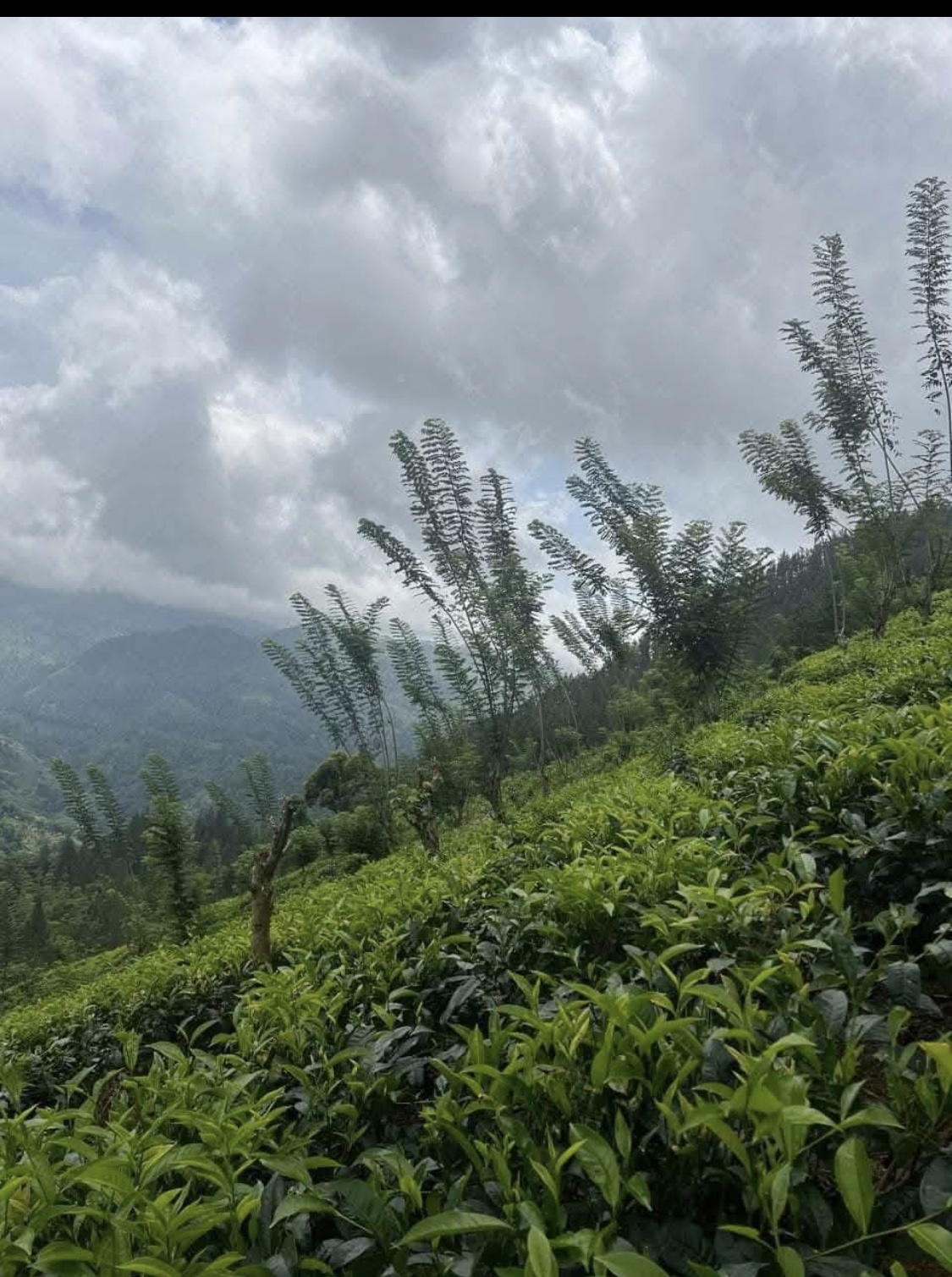 Agricultural Land for Sale in Kundasale