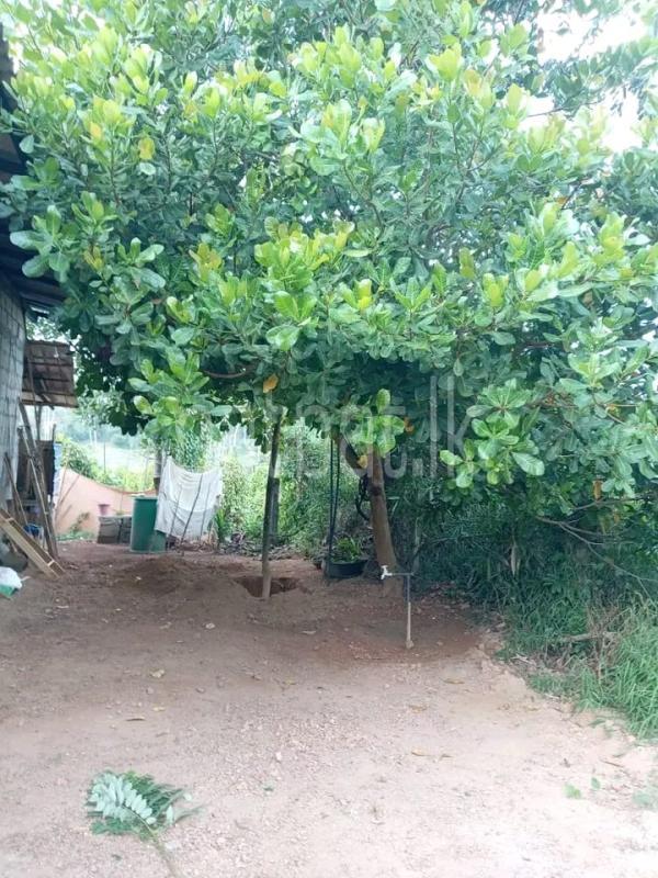 House for Sale in Dompe ads-image-1