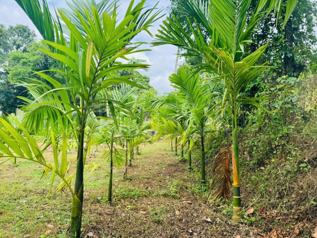 Residential Land for Sale in Nittambuwa