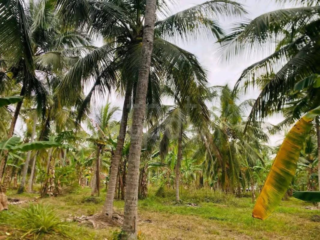 Agricultural Land for Sale in Kurunegala