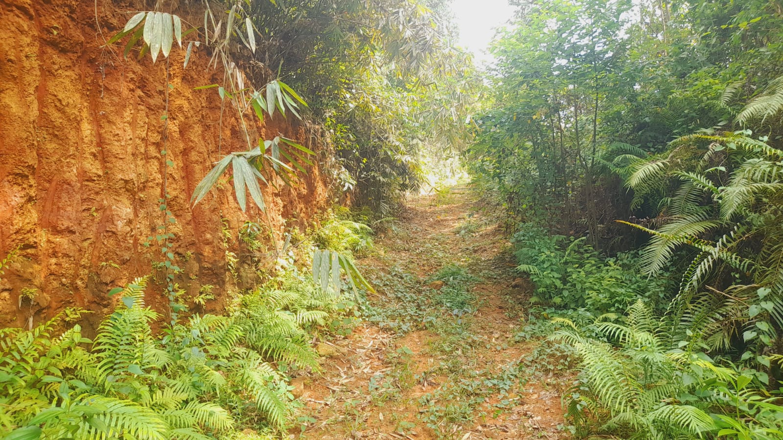 Agricultural Land for Sale in Dompe