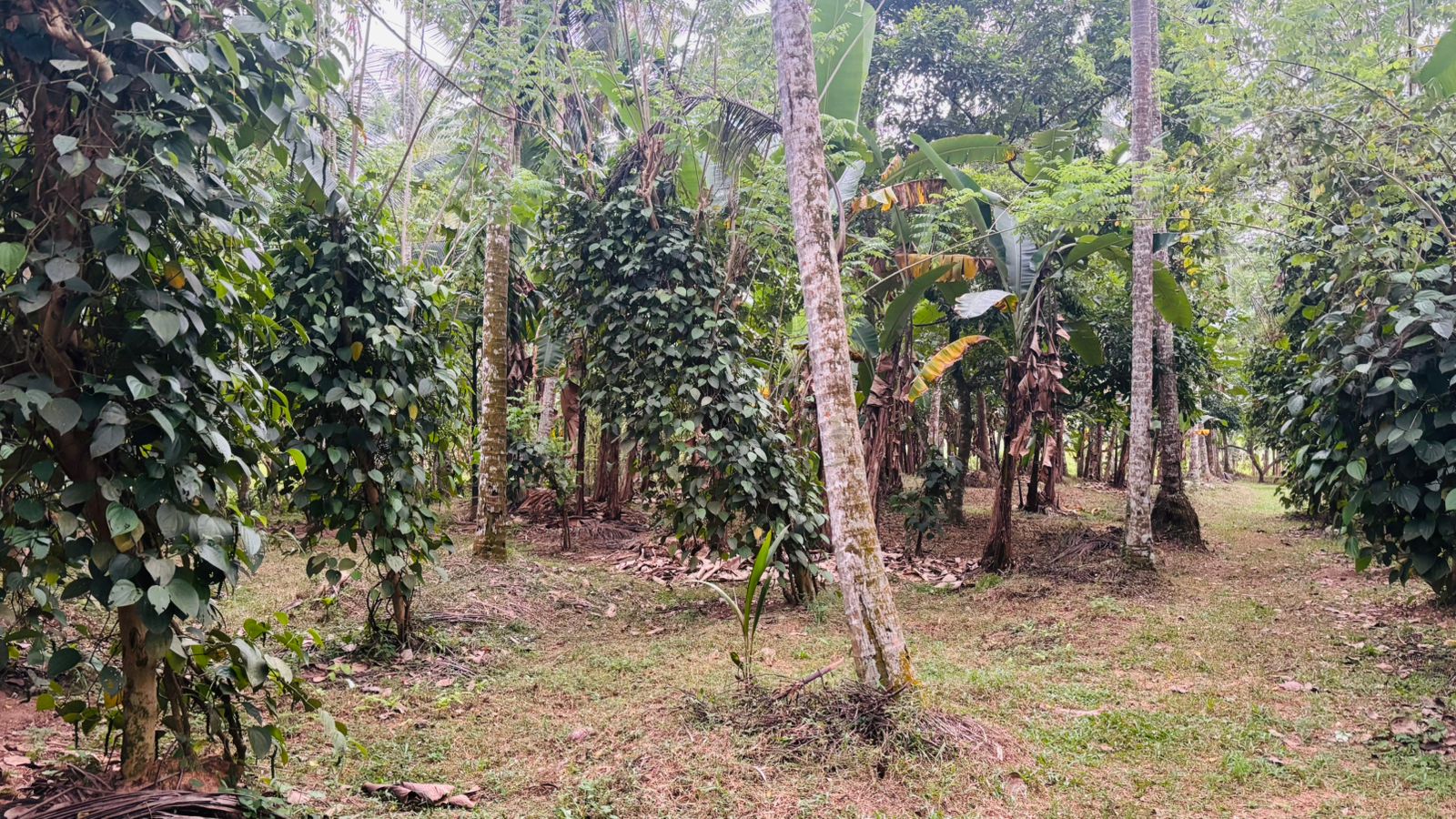 Residential Land for Sale in Weliveriya