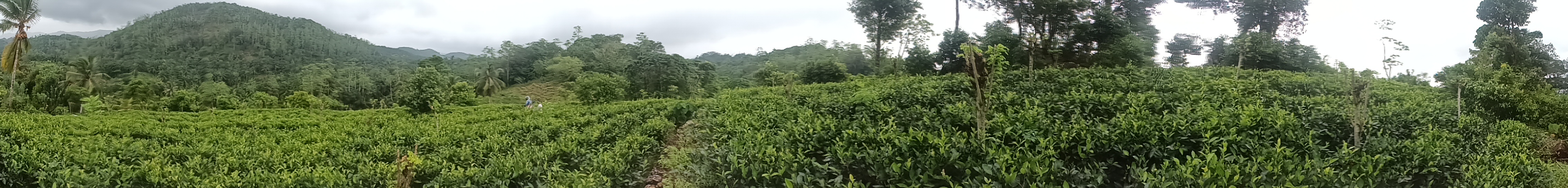 Agricultural Land for Sale in Udugama