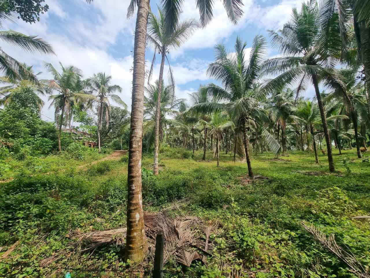 Agricultural Land for Sale in Kirindiwela ads-image-1