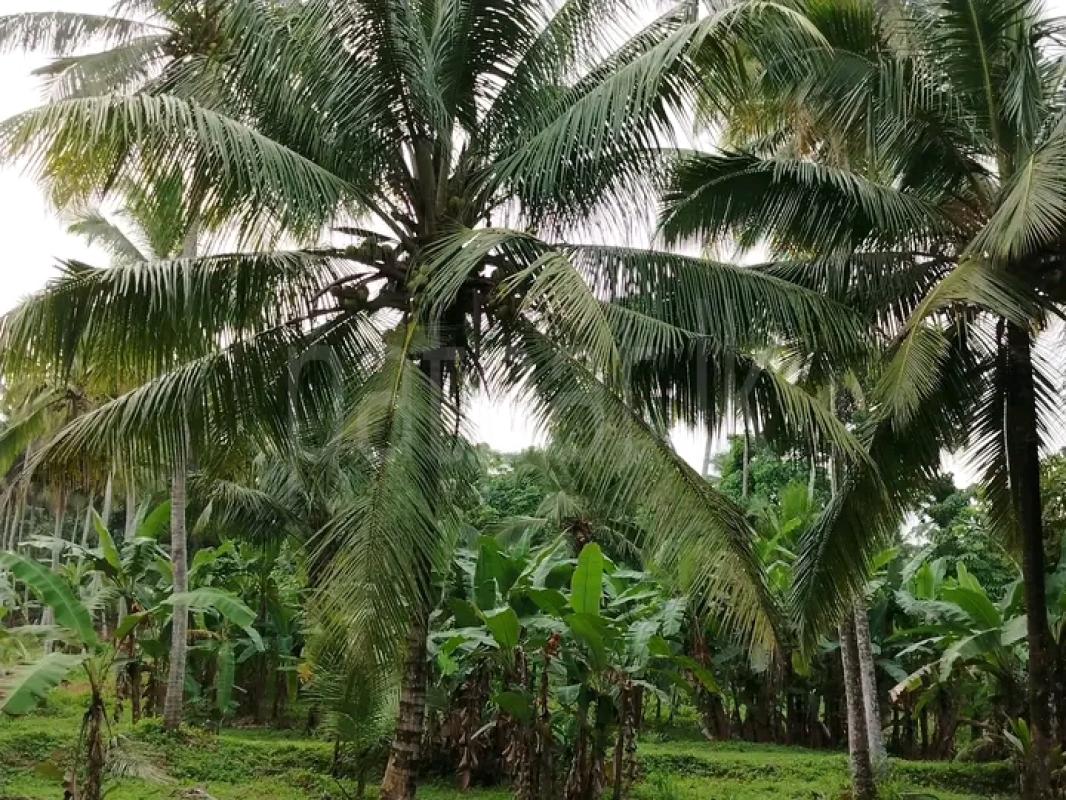 Agricultural Land for Sale in Giriulla