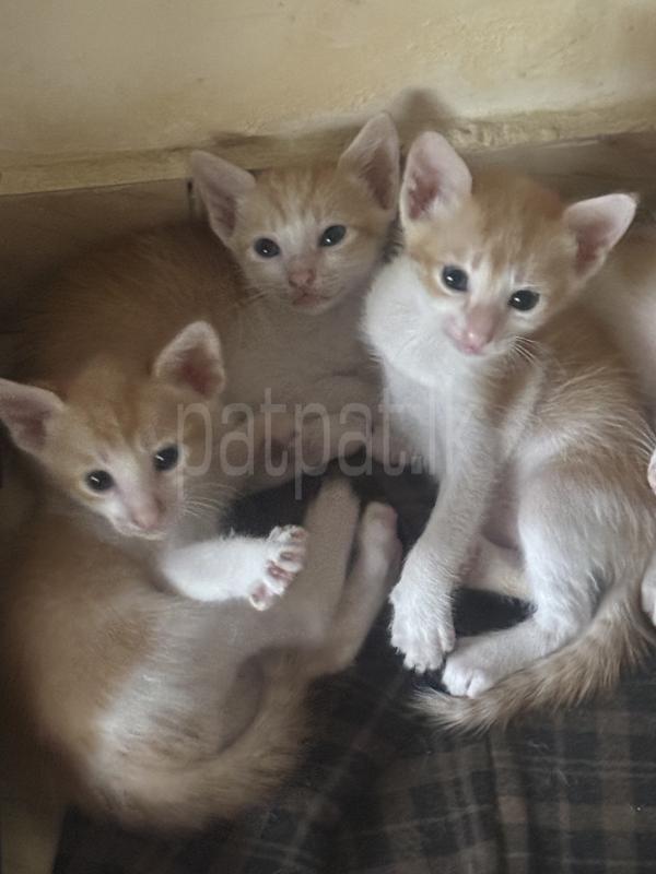 Two Sambola cats  - Free sale