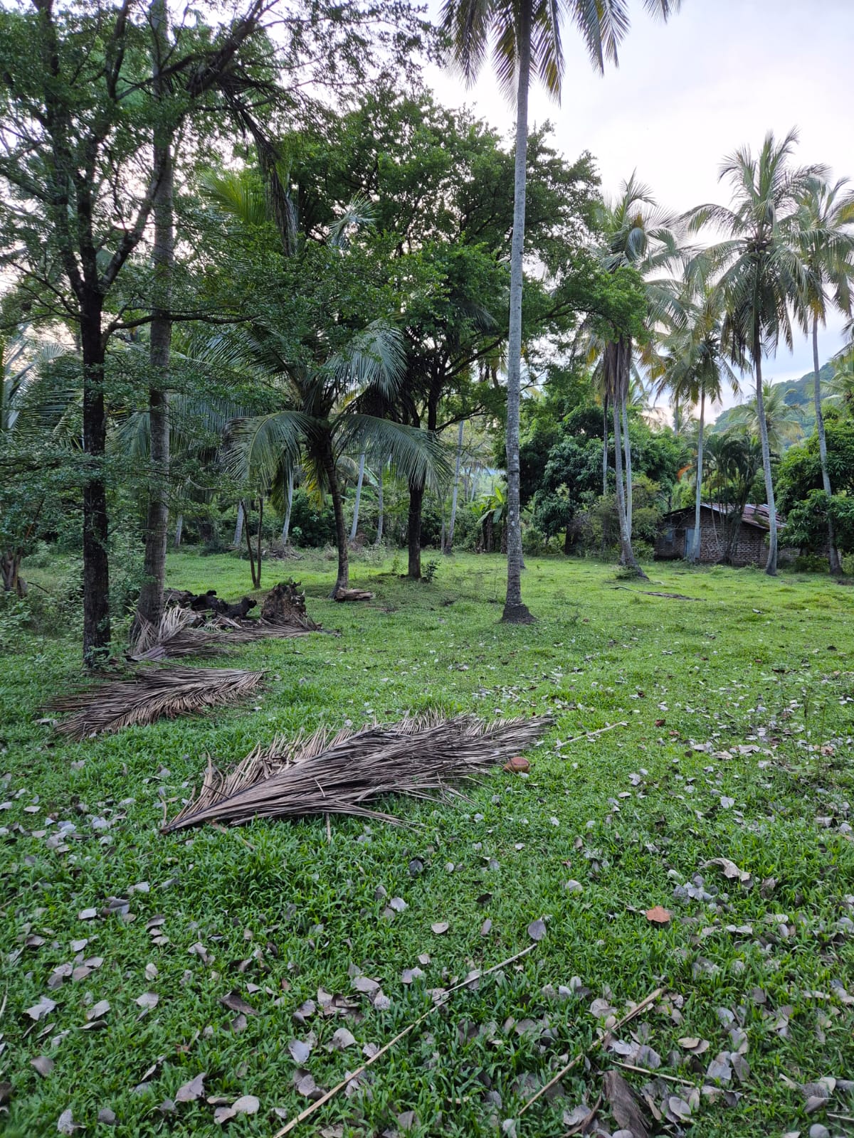 Agricultural Land for Sale in Ibbagamuwa