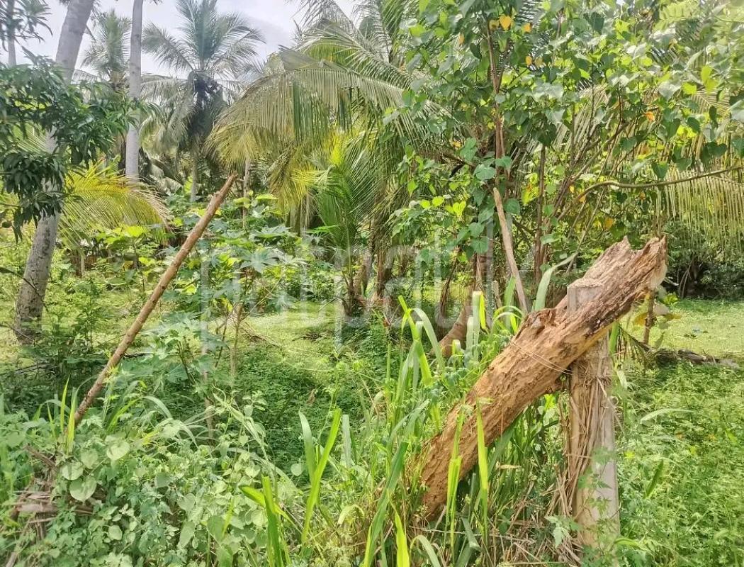 Agricultural Land for Sale in Weliveriya
