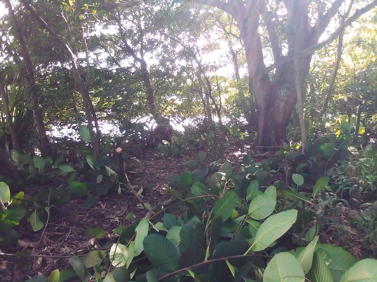 Agricultural Land for Sale in Panadura