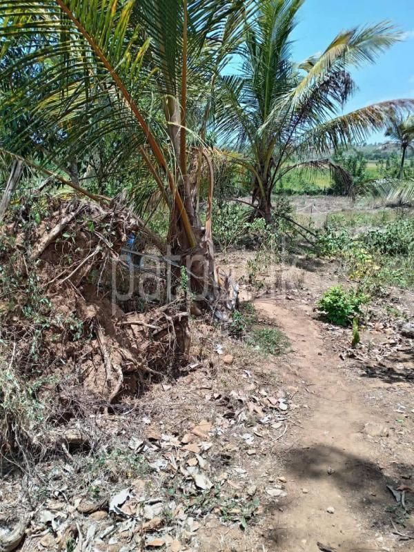 Agricultural Land for Sale in Tangalla
