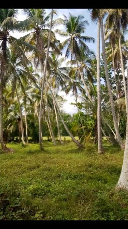 Agricultural Land for Sale in Divulapitiya