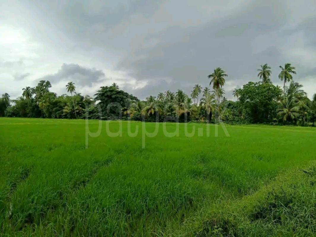 Agricultural Land for Sale in Maho